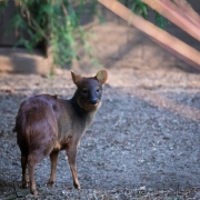 Pudu