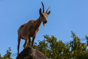 Steinbock