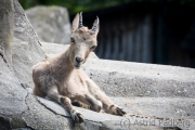 Steinbock