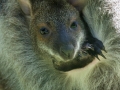 Bennettskänguru;Macropus rufogriseus