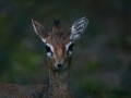 Dik-Dik