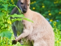 Bennettskänguru;Macropus rufogriseus