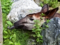 Okapi (Lumela)