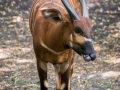 Bongo