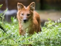 Asiatischer Rothund