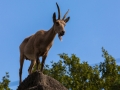 Steinbock