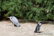 Graureiher und Brillenpinguin