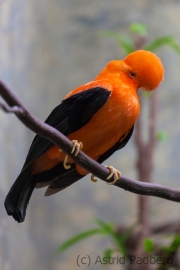 Andenklippenvogel;Rupicola peruviana;Roter Felsenhahn