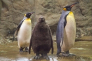 Königspinguine mit Jungtier
