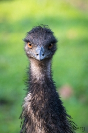 Emu