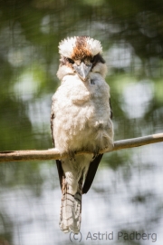 Kookabura, Jägerliest