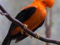 Andenklippenvogel;Rupicola peruviana;Roter Felsenhahn