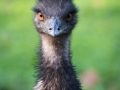 Emu