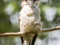 Kookabura, Jägerliest