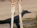 Rothschildgiraffe