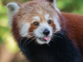 Kleiner Panda; Roter Panda; red panda; Ailurus fulgens