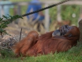 Sumatra-Orang-Utan (Pongo abelii)