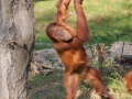 Sumatra-Orang-Utan (Pongo abelii)