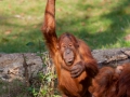 Sumatra-Orang-Utan (Pongo abelii)