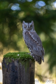 Zwergohreule (Otus scops)