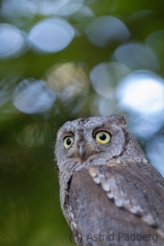 Zwergohreule (Otus scops)