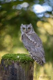 Zwergohreule (Otus scops)