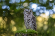 Zwergohreule (Otus scops)