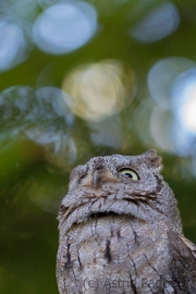 Zwergohreule (Otus scops)