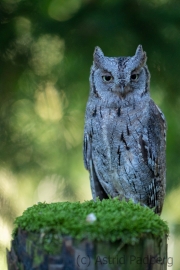 Zwergohreule (Otus scops)