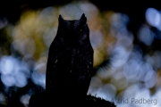 Zwergohreule (Otus scops)