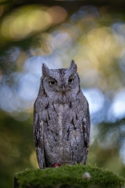 Zwergohreule (Otus scops)