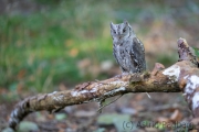 Zwergohreule (Otus scops)