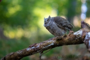 Zwergohreule (Otus scops)