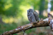 Zwergohreule (Otus scops)