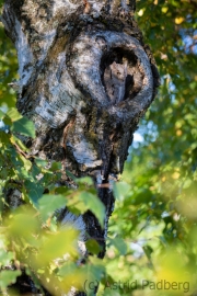 Zwergohreule (Otus scops)