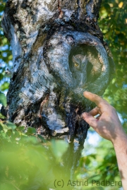 Zwergohreule (Otus scops)