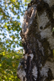 Zwergohreule (Otus scops)