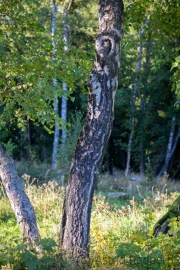 Zwergohreule (Otus scops)