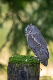 Zwergohreule (Otus scops)