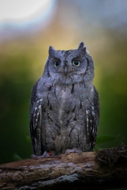 Zwergohreule (Otus scops)