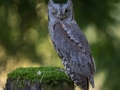 Zwergohreule (Otus scops)