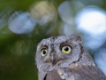 Zwergohreule (Otus scops)