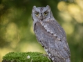 Zwergohreule (Otus scops)