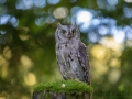 Zwergohreule (Otus scops)