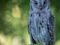 Zwergohreule (Otus scops)