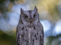 Zwergohreule (Otus scops)