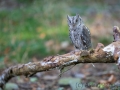 Zwergohreule (Otus scops)