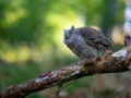 Zwergohreule (Otus scops)