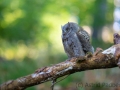 Zwergohreule (Otus scops)