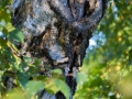 Zwergohreule (Otus scops)